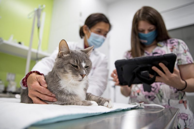 Dr. Joanne Touhy, veterinary technician Stefanie Olsen, and feline patient 