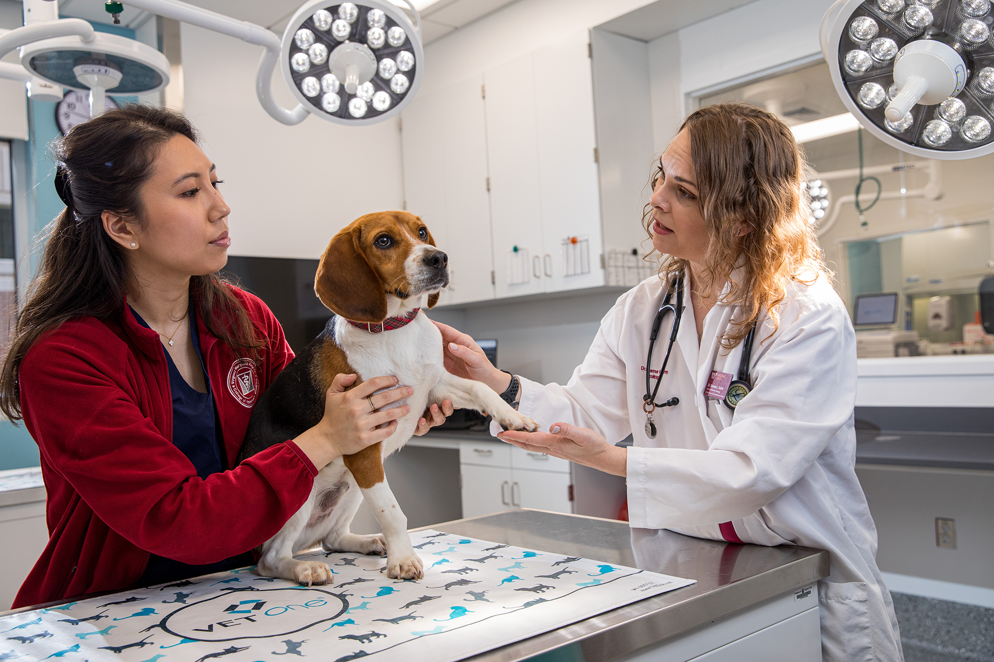 Two veterinary professionals examining a dog.