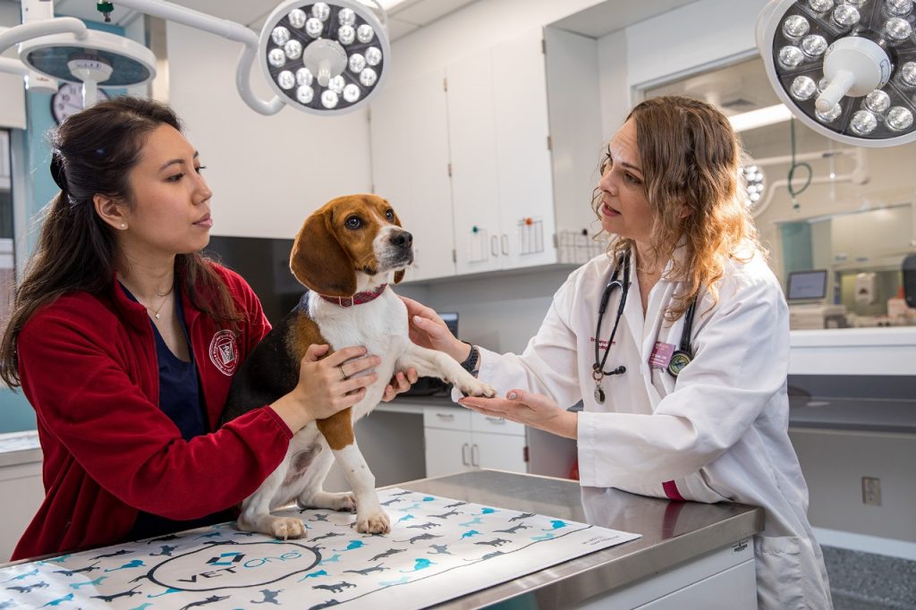 Giveaways - Compassionate Care Veterinary Clinic